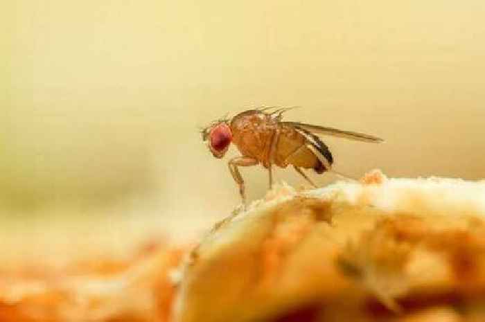 How 'genius' 65p hack will keep flies away from your home