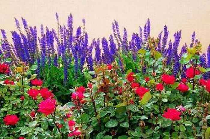 Gardening expert says 'gorgeous' flower will help roses thrive and avoid black spot