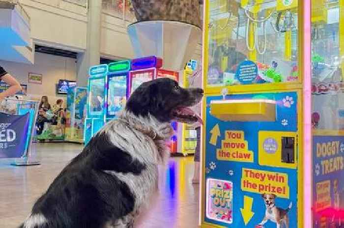 Iconic Weston Grand Pier now permanently allows dogs