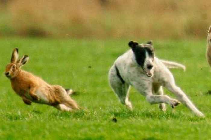 Four Essex men charged in hare coursing investigation
