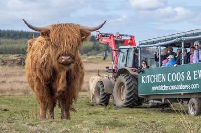 The Scottish 'Highland cow safari' that was named top family day out