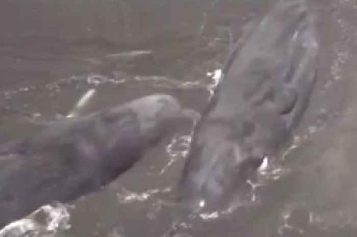 Whales wash up on Japan's shores after 8.7 magnitude earthquake triggers tsunami