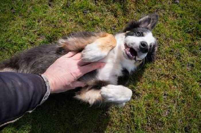 How to spot gum disease in your dog - key signs to watch for