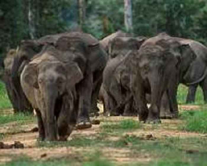 Experts condemn India park after elephants airlifted to Japan
