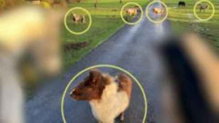 National search for six stolen Shetland ponies