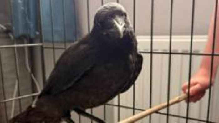 Crow visits vet who helped him fly again