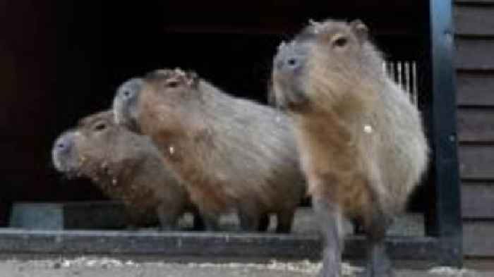 Zoo announces death of three capybaras