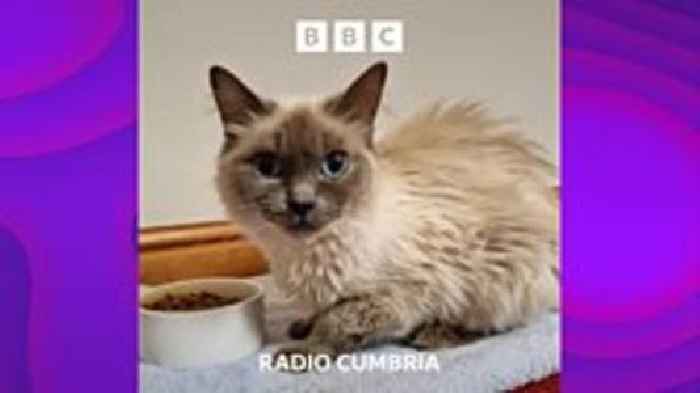 Whitehaven Ragdoll stray cat enigma