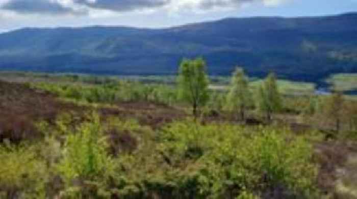 Forest near Loch Ness gets special European status