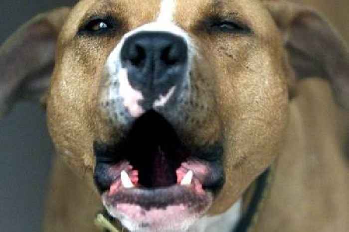 Witness appeal launched after 'sustained' dog fight on Stoke-on-Trent street