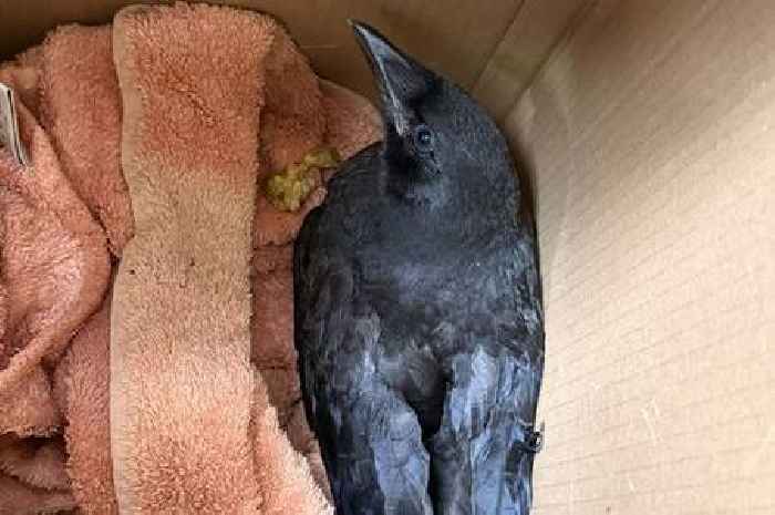 'I helped a crow fly and it keeps coming back to see me'