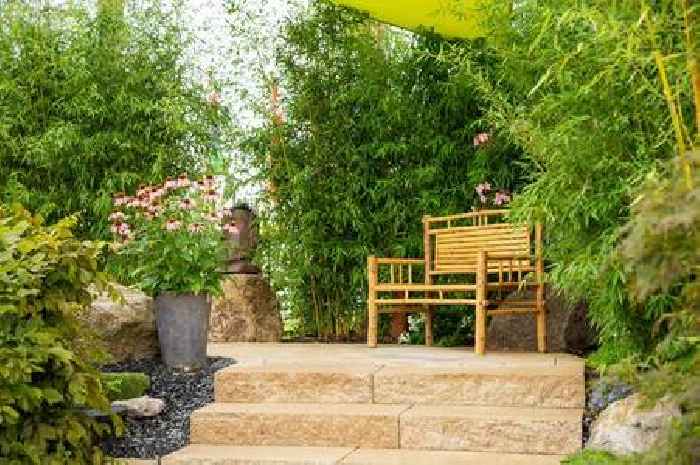 Beautiful plant can invade water pipes and ruin driveways without the right care