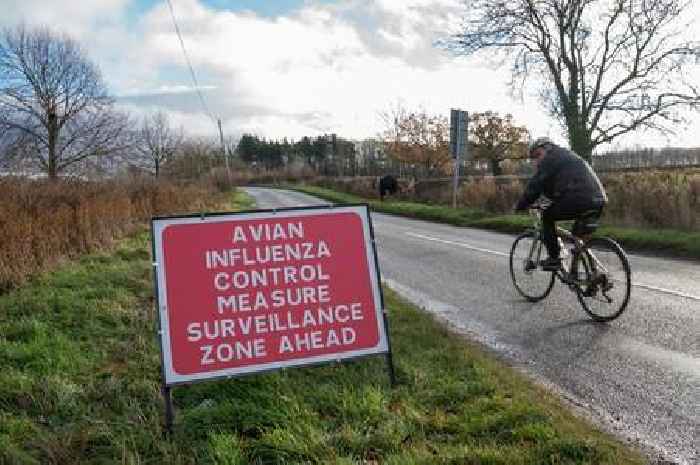 Bird flu outbreak confirmed in Devon