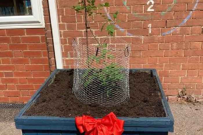Pupils plant trees and clean streets in eco mission to end term