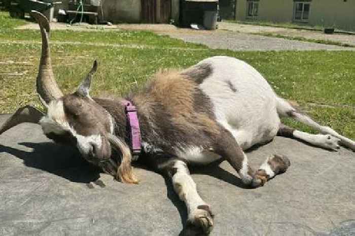 'End of an era' as beloved animal sanctuary closes for good