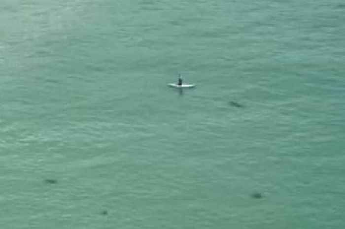 Shark 'beelines' towards oblivious paddleboarder at Cornwall beach