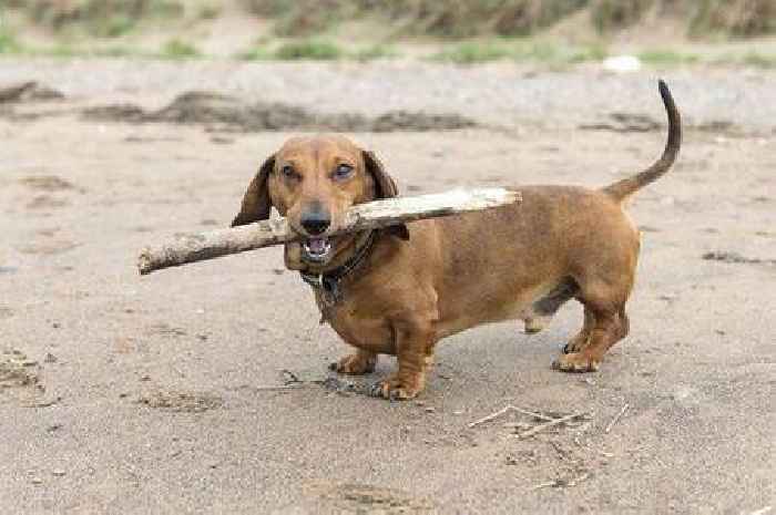 'Bridezilla demanded I shave dog to fit her wedding theme so I taught her lesson'