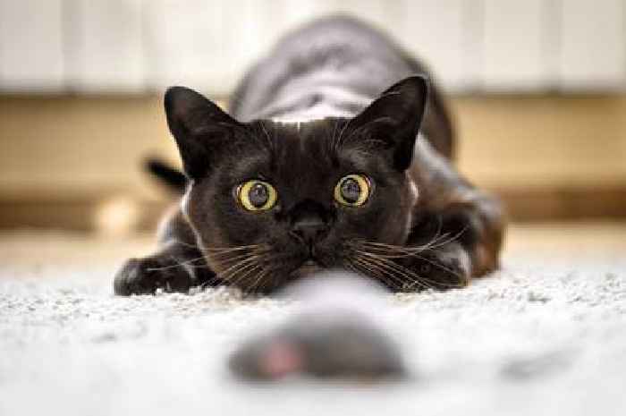Cat behaviourist shares heartwarming cue that your pet might do before jumping