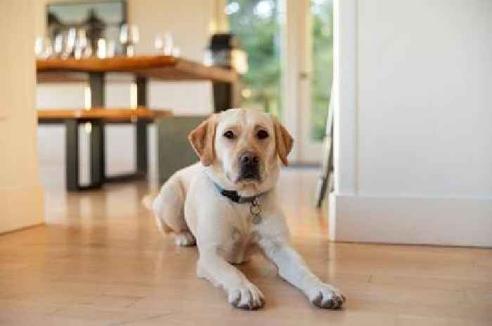 Dogs can understand lots of words and do basic maths but there's a catch