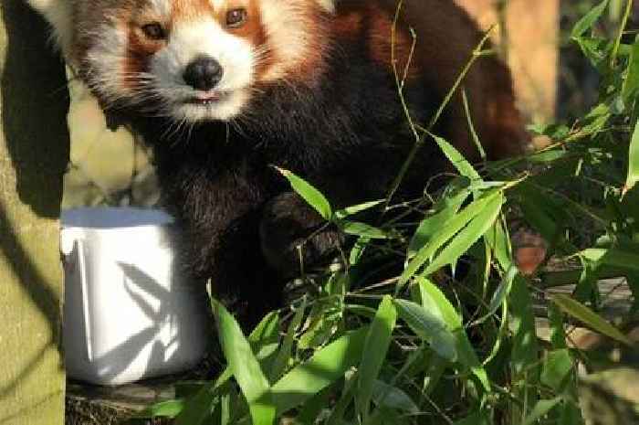 Last red panda dies at popular Welsh zoo