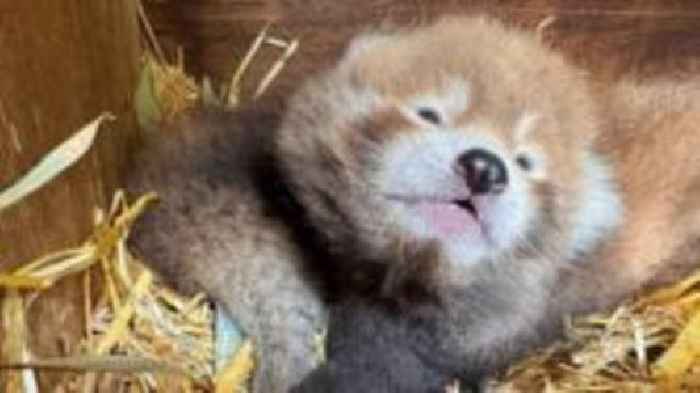 Watch: Zoo unveils 'truly special' red panda cubs
