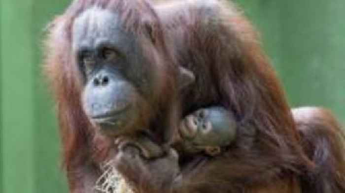 Charity urges zoo boycott over great ape welfare