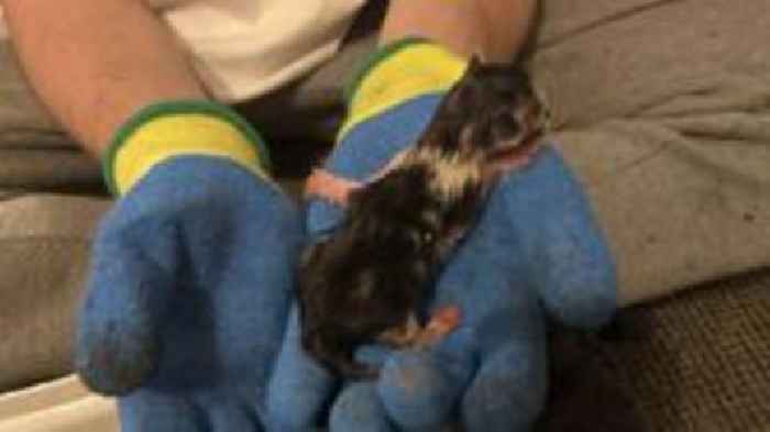 One kitten survives after six left like 'rubbish' on road