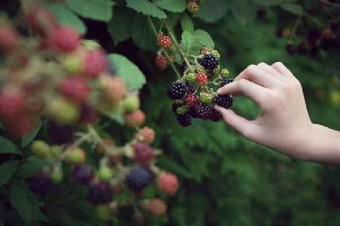 Expert warns blackberry harvest 'not good news' in update