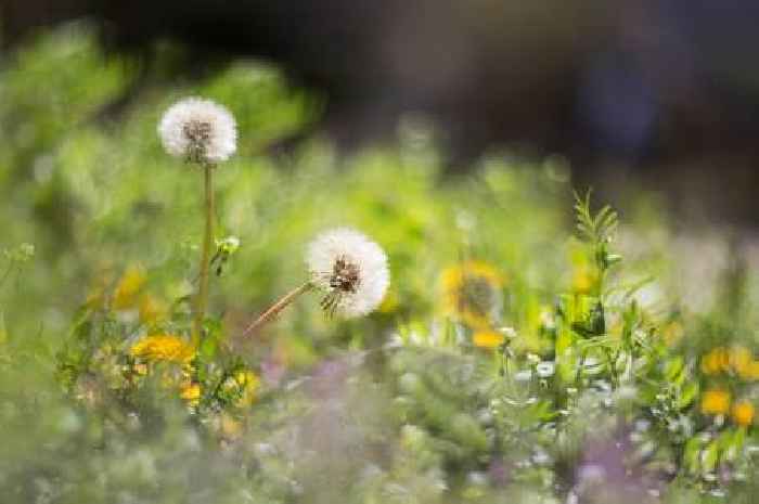 Gardeners urged to do simple job this month to save hidden animals