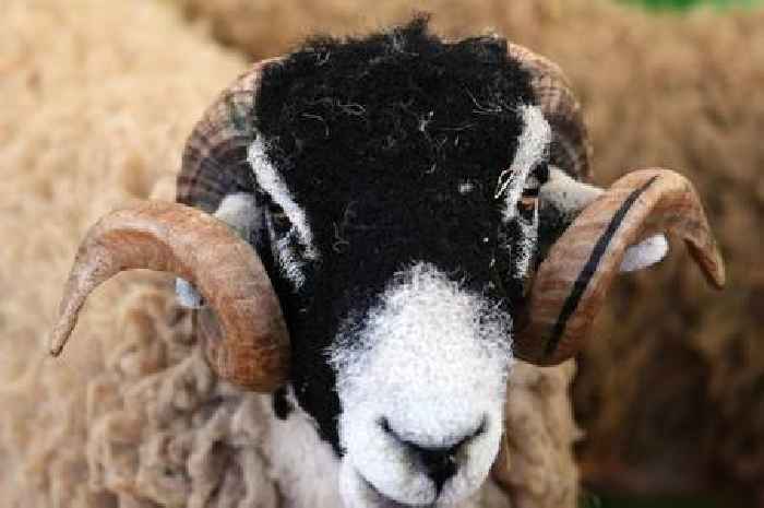 Police investigate reports children 'chased sheep over cliff edge'