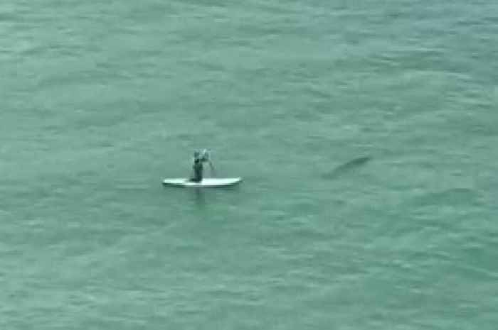 'Shark' racing towards paddleboarder was actually something else we never expected