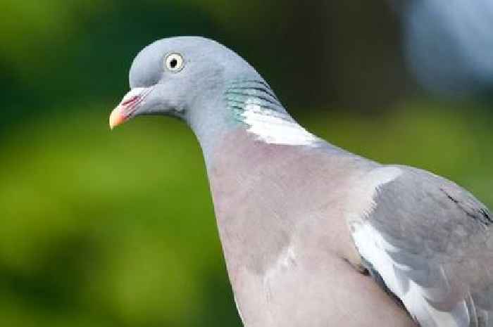 Droppings drama unfolds as council takes aim at feathered squatters