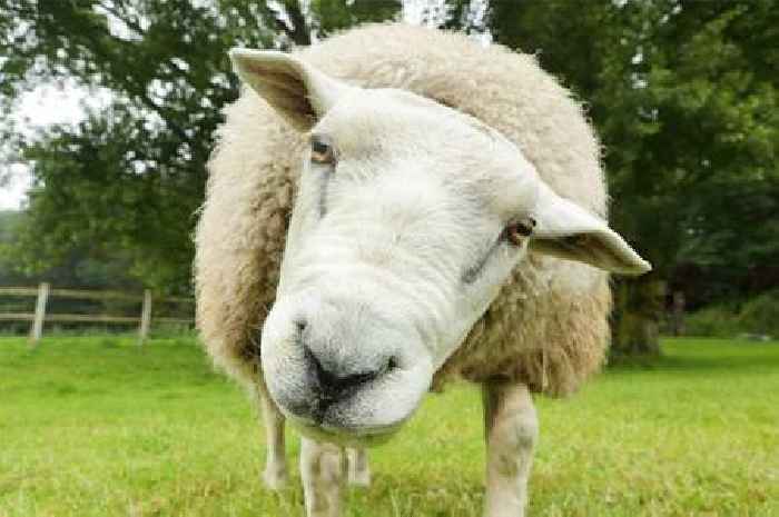 Children chase sheep off cliff at beauty spot