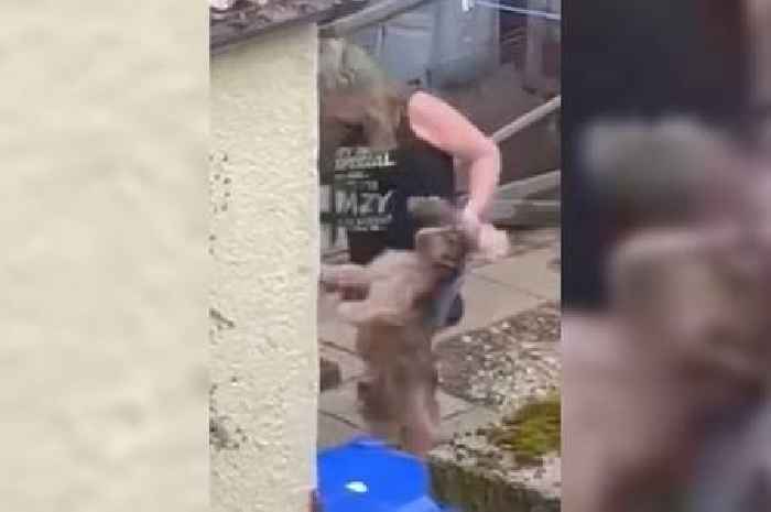 Dog sitter filmed dragging hounds by necks banned from boarding animals