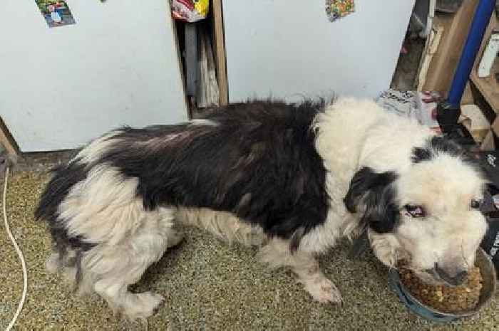 They left their dog in such a poor condition he was immediately put down