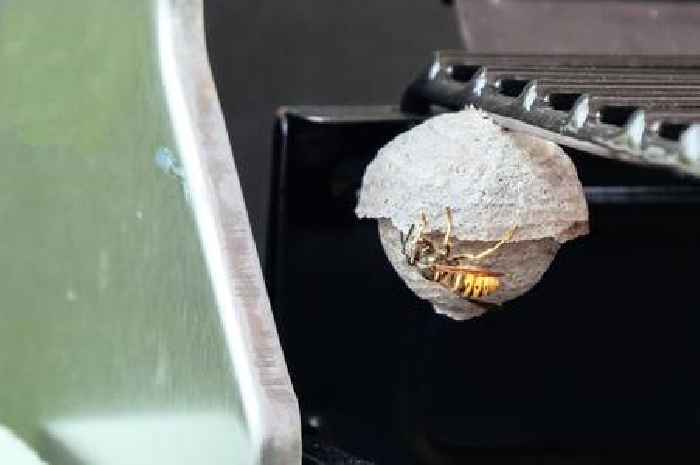 Wasps hate it if you change this one thing about your body