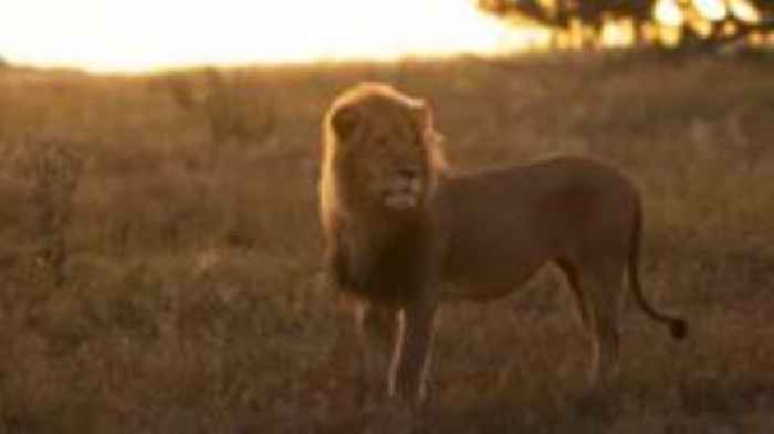 Research lion killed in alleged trophy hunt shooting