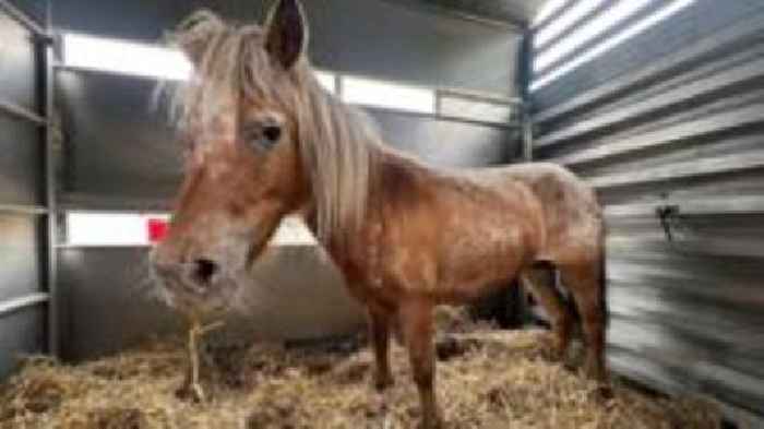 Two missing Shetland ponies found after UK-wide search