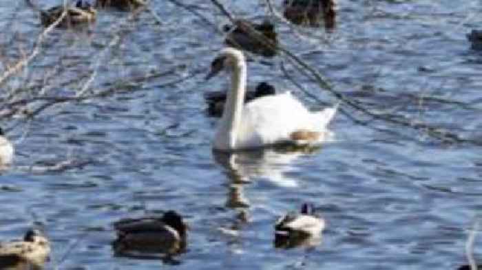 Bird flu confirmed in Co Down wild bird