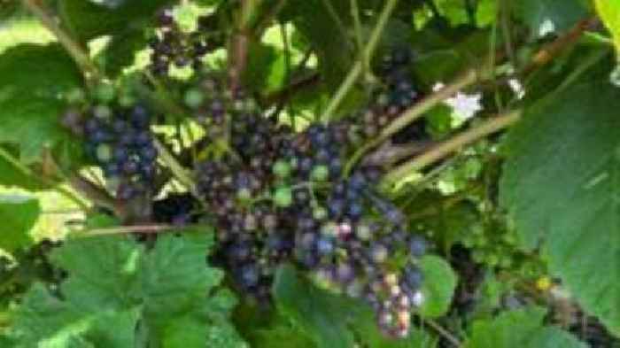 Four Jersey food and wine producers win award