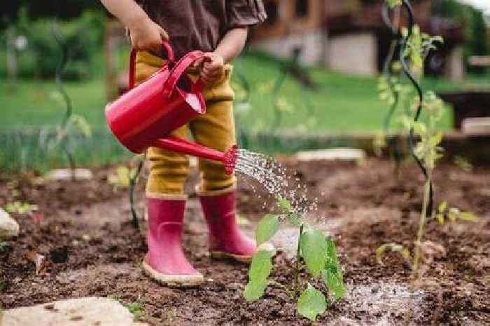 Gardening activities to do with the children over the summer holidays