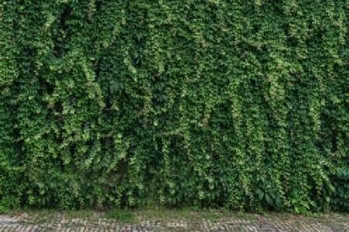 Warning for UK households who have ivy in their gardens