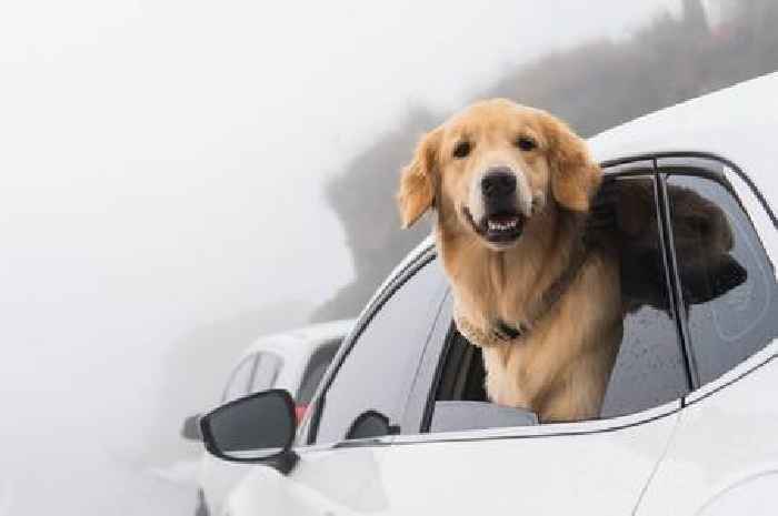 Drivers could face £5,000 fine for taking their dog in the car