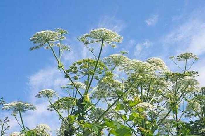 Warning over common plant that can leave you with severe burns and even cause blindness