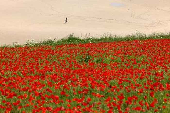 Cornwall trail named UK's best wildflower walk - but there's a catch