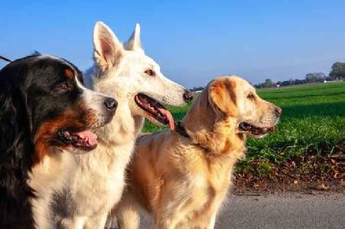 Popular dog breed that's loved by Brits is the cheapest to own in lifetime costs