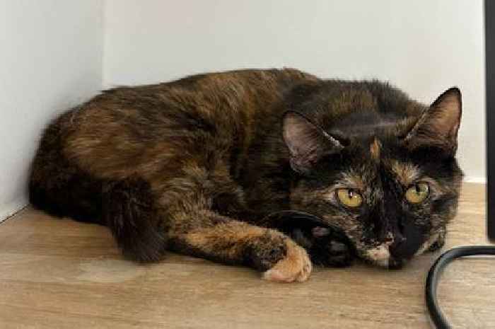 Cat found on concrete ledge on eighth floor of Hanley tower block finds new home