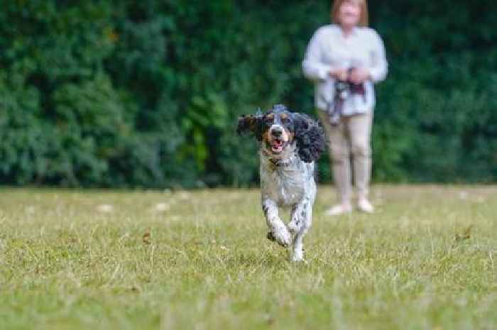 'My dog knew something was wrong and saved my life - now I have to say goodbye'