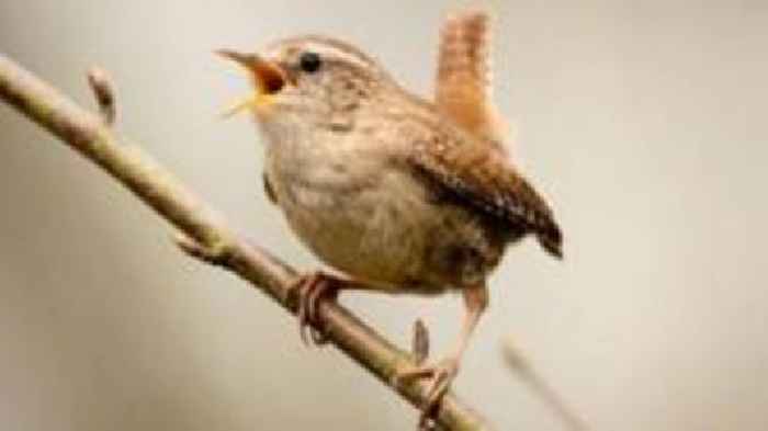 Your photos: Bird song and horsing around