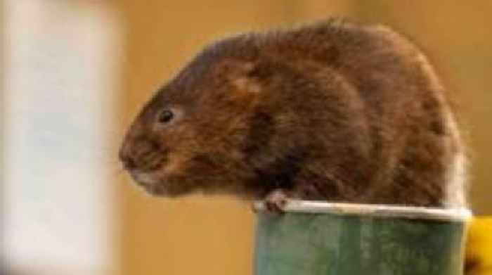Water voles to be released into national park